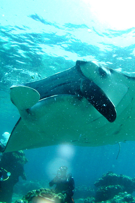 Okinawa: Naha: 1 day Kerama Islands diving‣ license required - The early Naha pickup and 8:00 AM departure