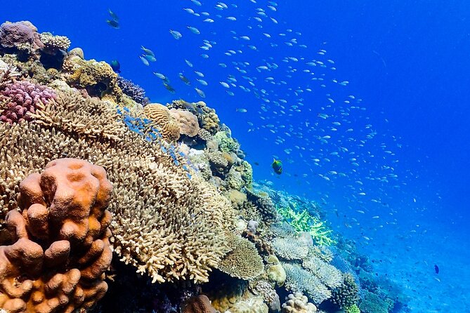 Okinawa: Scuba Diving Tour with Wagyu Lunch and English guide - Beginners receive real support, not a rushed lesson