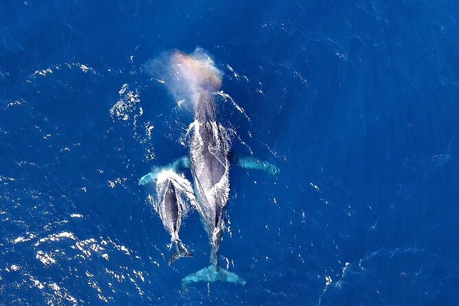 Okinawa Whale Watching From Naha - Key points to know before you book