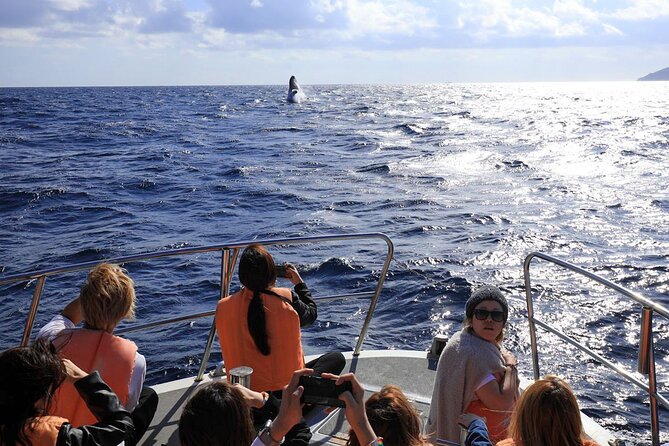 Okinawa Whale Watching From Naha - From Marine Club Berry to the open sea