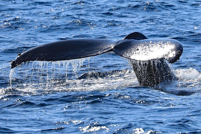 Okinawa Whale Watching From Naha - What the whale encounter is really like