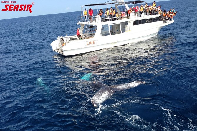 Okinawa Whale Watching From Naha - The guides and onboard explanations