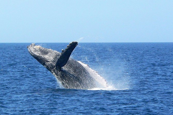 Okinawa Whale Watching From Naha - What to wear and bring