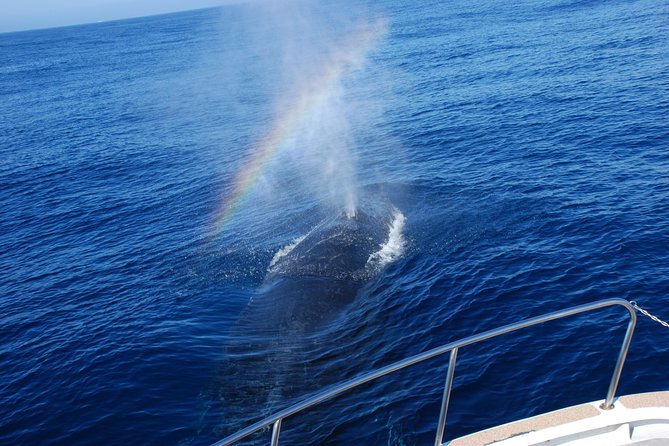 Okinawa Whale Watching From Naha - Is $38.22 a fair price?