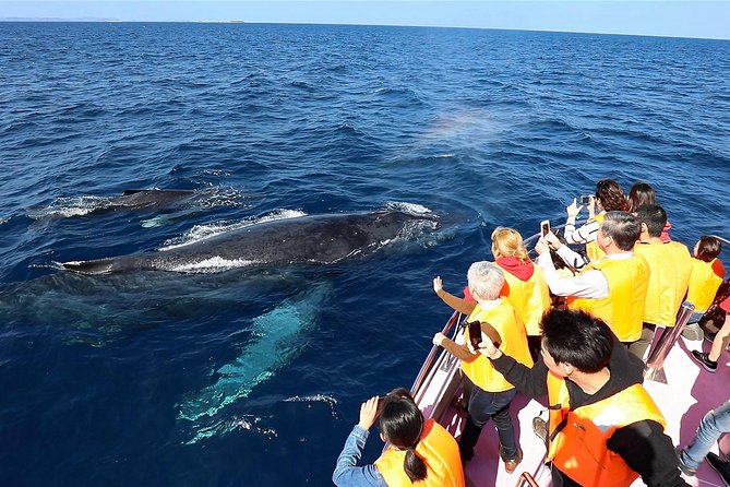 Okinawa Whale Watching From Naha - The Kerama Islands viewing area