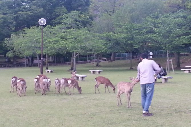 One-Day Walking Tour of Amazing 8th Century Capital Nara - Why Nara makes a strong day trip from Kyoto