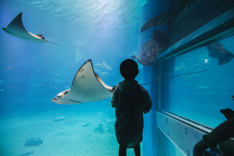 Osaka Aquarium Kaiyukan Ticket - Japan Forest and Antarctica Bring the Pacific Close