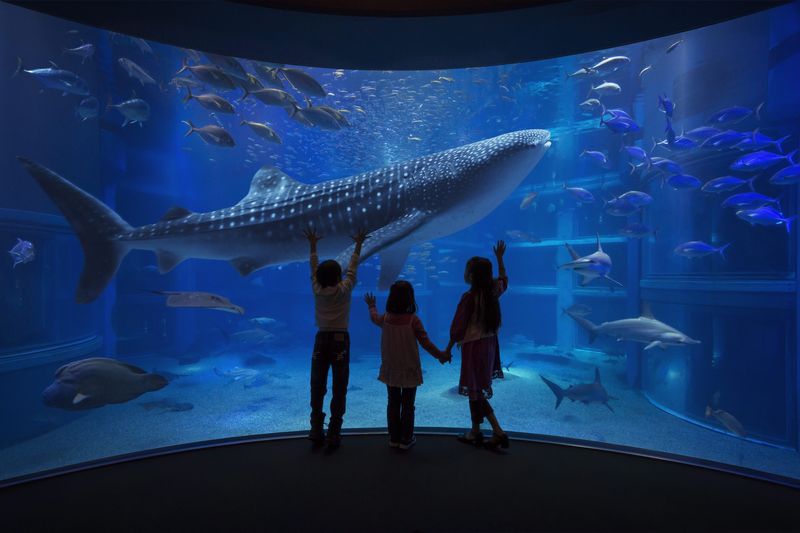 Osaka Aquarium Kaiyukan Ticket - The Pacific Tank and Its Whale Shark