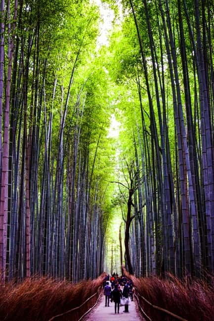 Osaka: Kyoto and Nara Private Day Trip - What this private Kyoto and Nara day is trying to do