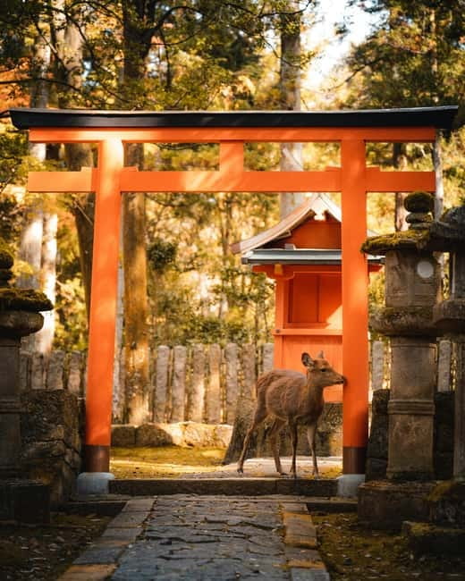 Osaka: Kyoto and Nara Private Day Trip - Arashiyama Bamboo Forest and the Kimono Forest
