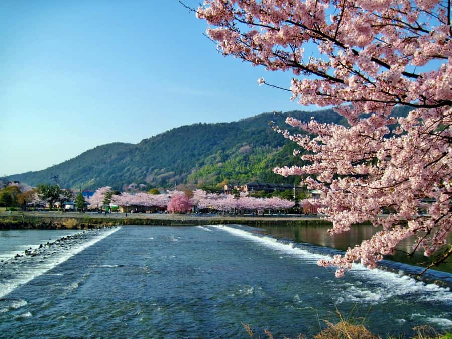 Osaka/Kyoto: Arashiyama, Nara & Fushimi Inari Shrine w/Lunch - Fushimi Inari Shrine and the famous torii gates