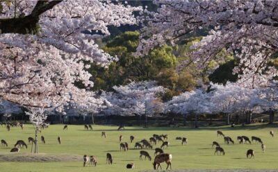 Osaka/Kyoto: Arashiyama, Nara Park, Fushimi Shrine Tour