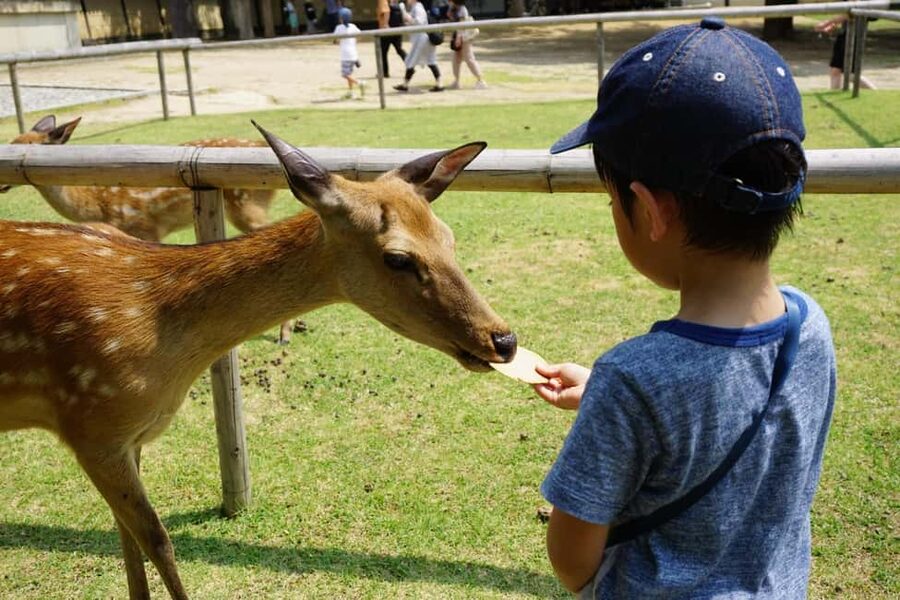 Osaka/Kyoto: Arashiyama, Nara Park, Fushimi Shrine Tour - Who will enjoy this day trip most