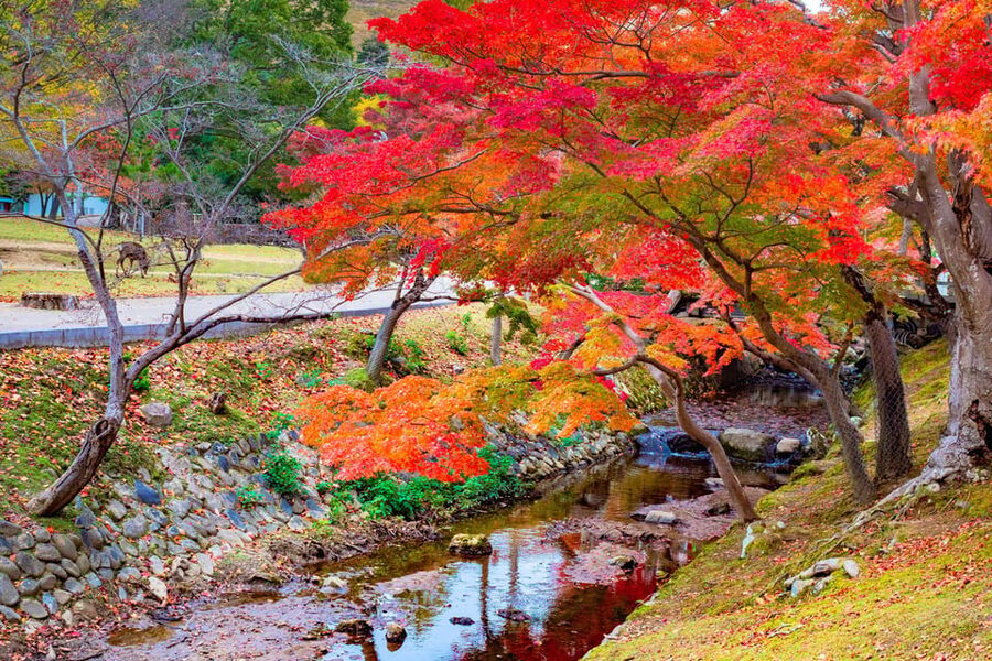 Osaka/Kyoto: Katsuoji, Kinkakuji, Arashiyama 1-Day Bus Tour - Kinkakuji closes the day in gold