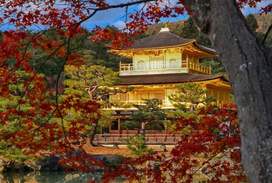 Osaka/Kyoto:Kinkakuji,Arashiyama,FushimiInariShrine,NaraPark - Practical advice before you go