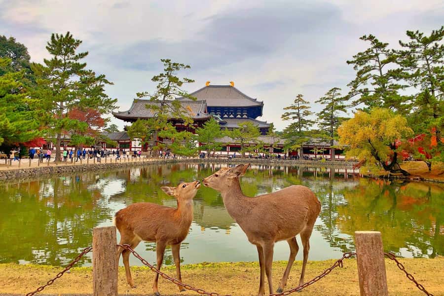 Osaka/Kyoto:Kinkakuji,Arashiyama,FushimiInariShrine,NaraPark - Kobe beef lunch or extra Arashiyama time