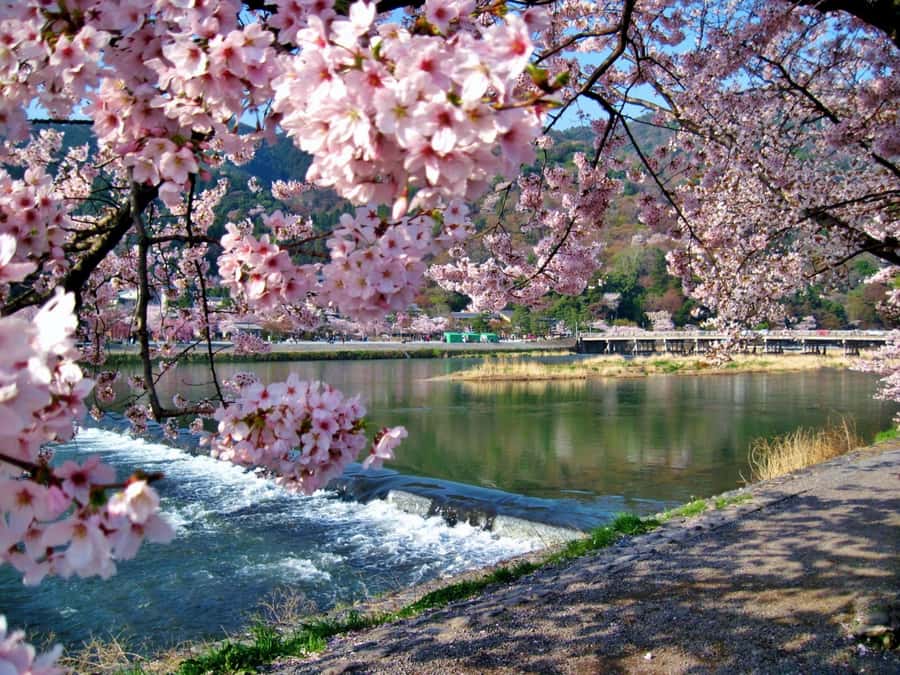 Osaka/Kyoto:Kinkakuji,Arashiyama,FushimiInariShrine,NaraPark - Arashiyama’s bamboo path in a crowded hour