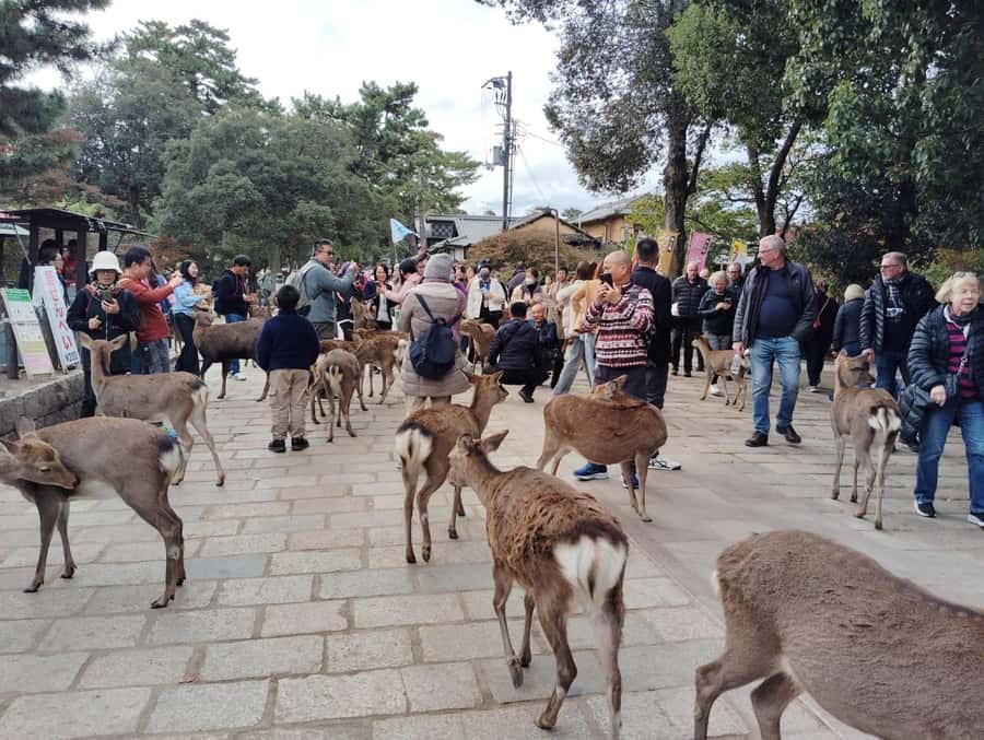 Osaka/Kyoto:Kinkakuji,Arashiyama,FushimiInariShrine,NaraPark - Fushimi Inari’s vermilion torii gates