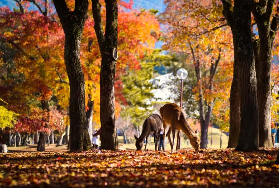 Osaka/Kyoto:Kinkakuji,Arashiyama,FushimiInariShrine,NaraPark - Is $66 good value?