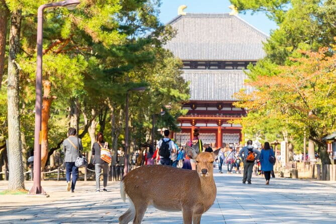Osaka & Kyoto & Nara Top Hightlights English Speaking Tour - Nara Park and the deer