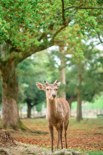 Osaka: Kyoto & Nara & Uji Historical and Scenic One-Day Tour - What the $56 price really buys you