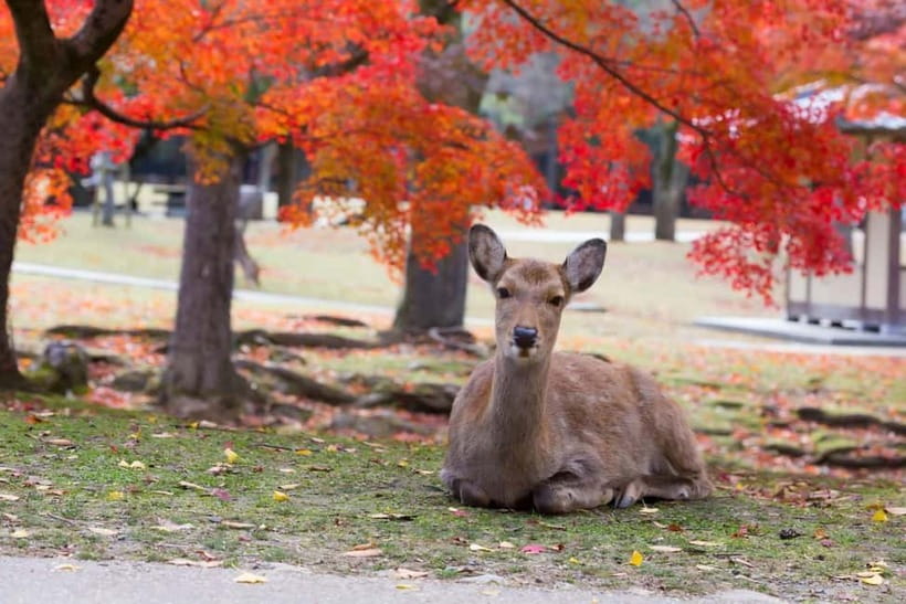 Osaka: Kyoto & Nara & Uji Historical and Scenic One-Day Tour - Who will enjoy this route most