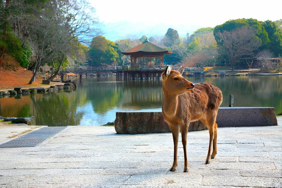 Osaka/Kyoto: Private Kyoto and Nara Day Trip - Kyoto-only planning for a fuller cultural day