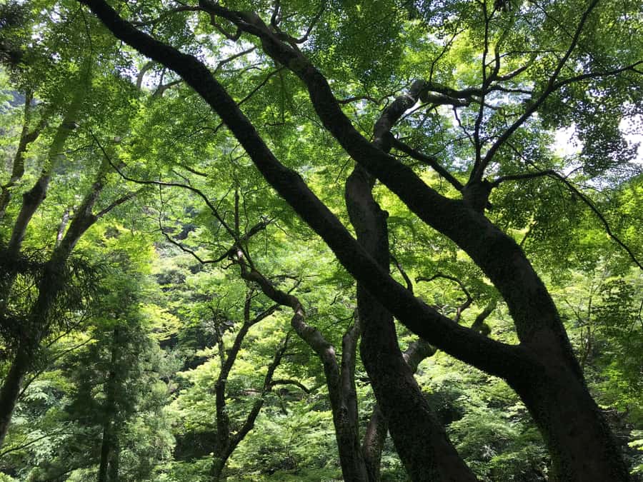Osaka: Mino Forest Walk and Giant Waterfall with Local Lunch - Returning Easier, Then Eating Local