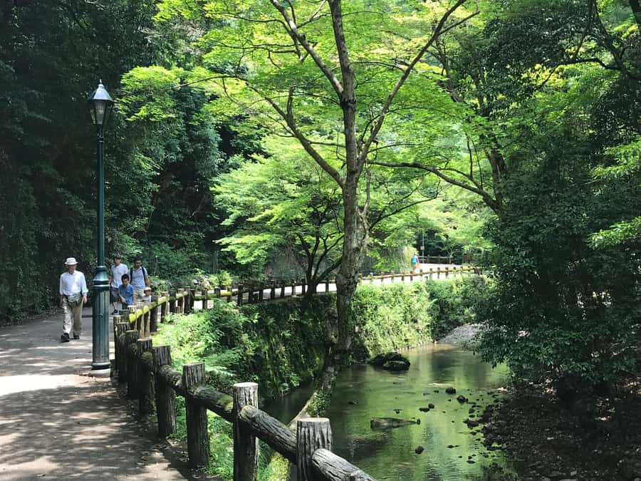 Osaka: Mino Forest Walk and Giant Waterfall with Local Lunch - Should You Book the Mino Forest Walk?