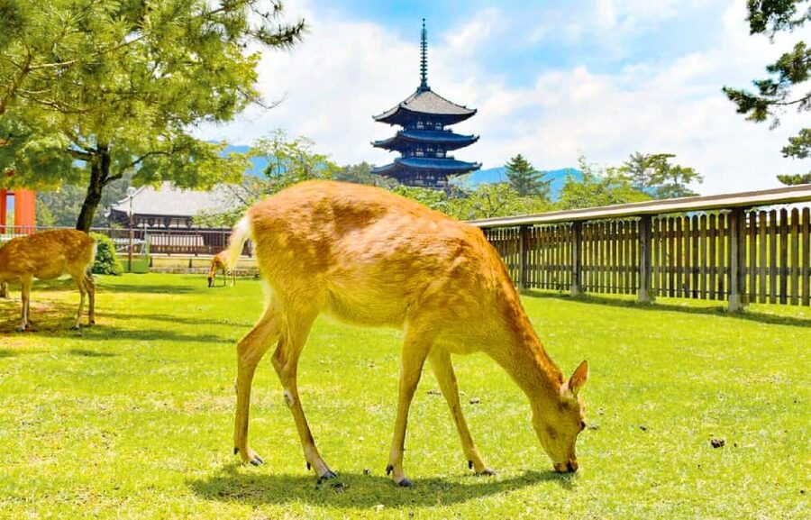 Osaka: Nara and Uji Day Trip with Deer Park and Hot Spring - Why this day trip works from Osaka