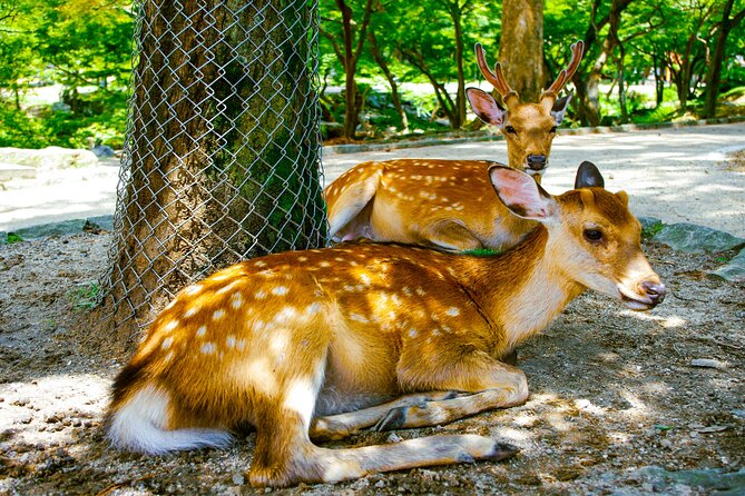 Osaka & Nara in 1-Day by Private Van with Local Expert Guide - What the Guides Add