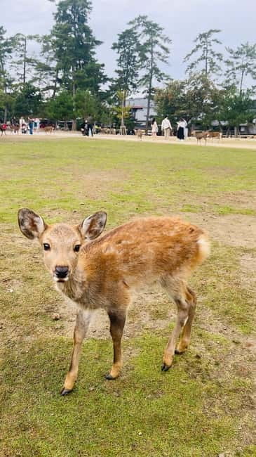 Osaka & Nara: Private Tour with English speaking guide - Nara Park and Todai-ji: The Morning’s Best Pair