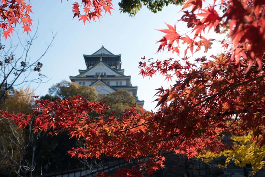 Osaka: Osaka Castle 3 hours Historical Walking Tour - How to prepare for the three-hour walk