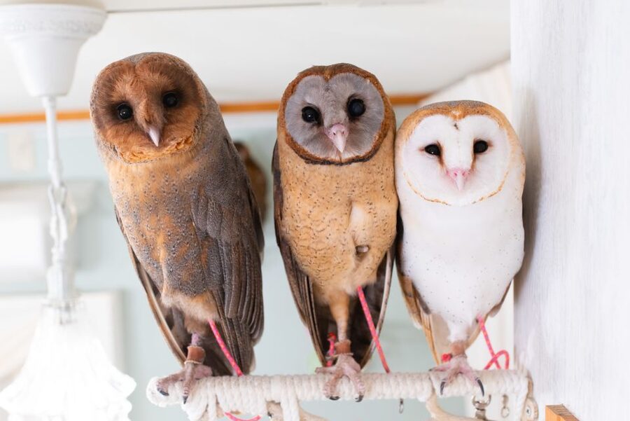 Owl Cafe Tokyo Akiba Fukurou - Key points to know before you go