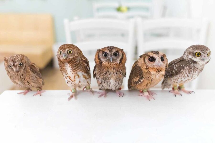 Owl Cafe Tokyo Akiba Fukurou - Who will enjoy this experience most?