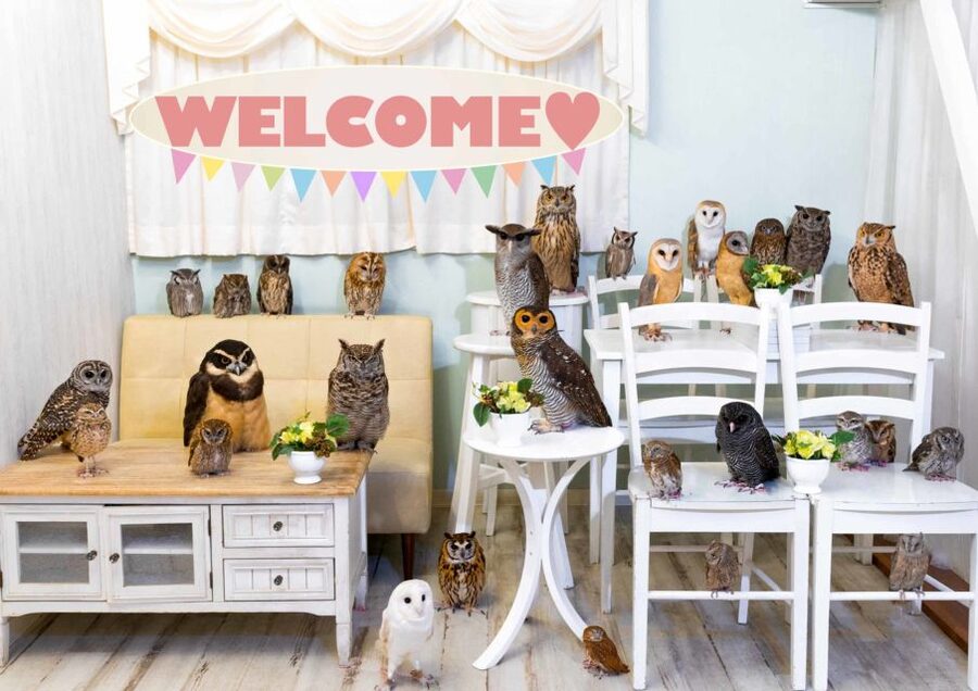 Owl Cafe Tokyo Akiba Fukurou - What Akiba Fukurou actually is