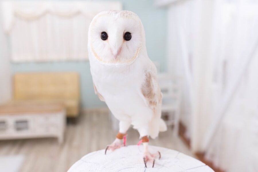 Owl Cafe Tokyo Akiba Fukurou - Meeting the owls up close