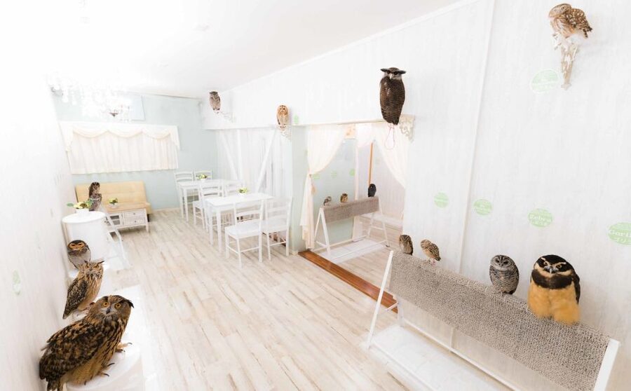 Owl Cafe Tokyo Akiba Fukurou - Why the quiet atmosphere matters