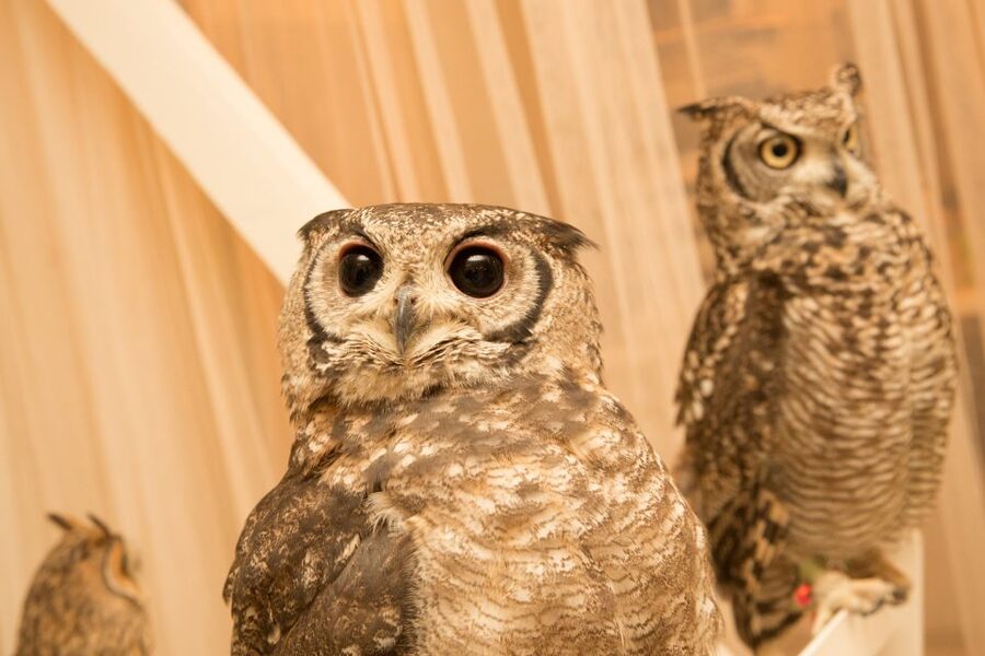 Owl Cafe Tokyo Akiba Fukurou - Handling rules and owl welfare