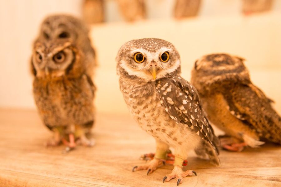 Owl Cafe Tokyo Akiba Fukurou - Photographing your favorite owl