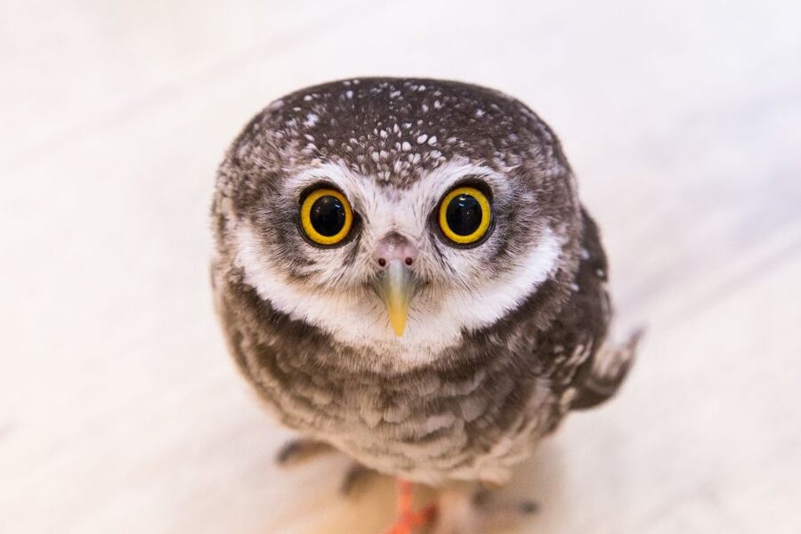 Owl Cafe Tokyo Akiba Fukurou - The final photo and neighboring shop