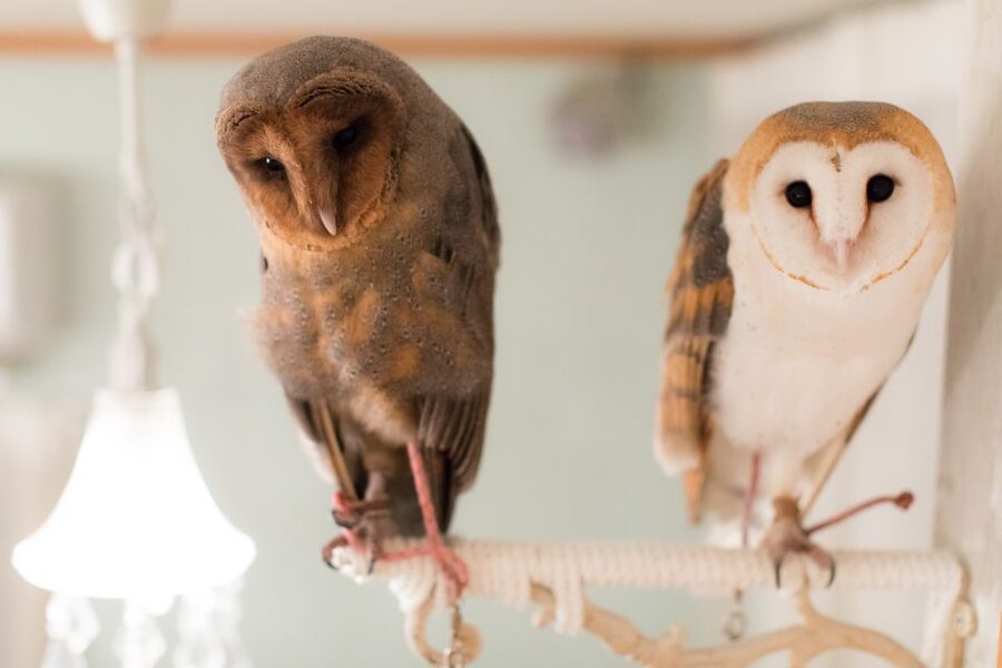 Owl Cafe Tokyo Akiba Fukurou - Is $35 good value for 50 minutes?