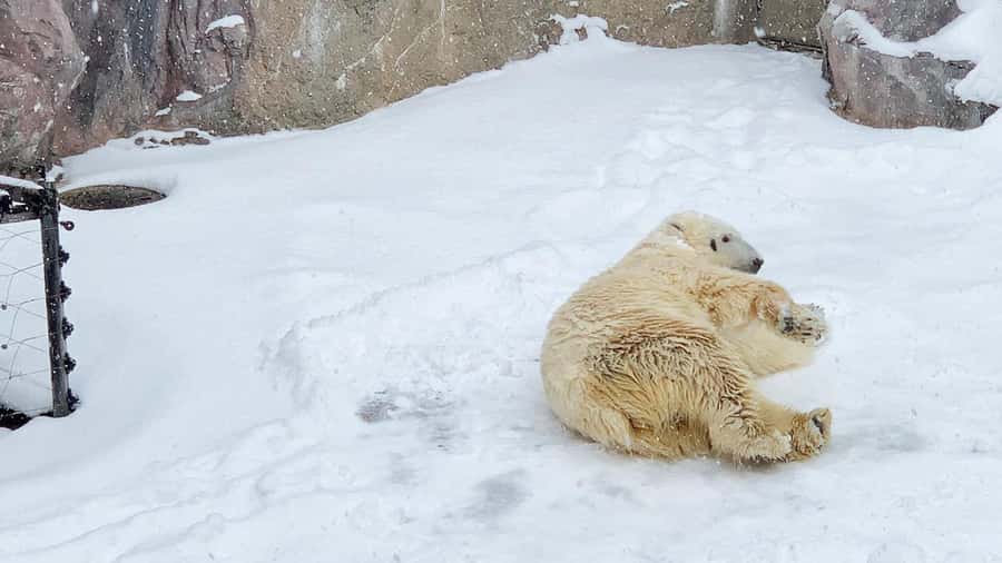 Penguin Fun & Snowmobile : Sapporo Winter (Asahiyama Zoo) - The important points at a glance