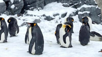 Penguin Fun & Snowmobile : Sapporo Winter (Asahiyama Zoo)