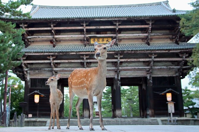 Perfect Nara Park Half-Day Bus Tour with English Speaking Guide - Key points at a glance