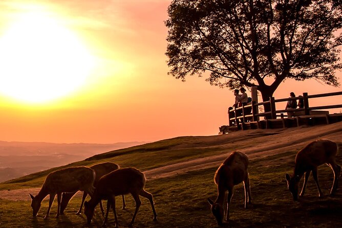 Perfect Nara Park Half-Day Bus Tour with English Speaking Guide - Kasuga Taisha and the English deer fortune