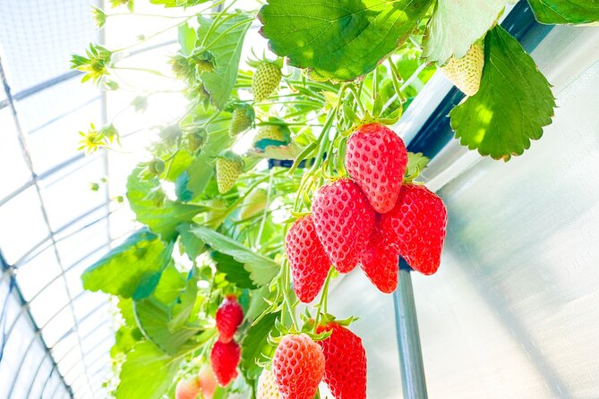 Play with Snow Crab Buffet Lunch and Strawberry Picking Bus Tour - The guide and the rhythm of the day