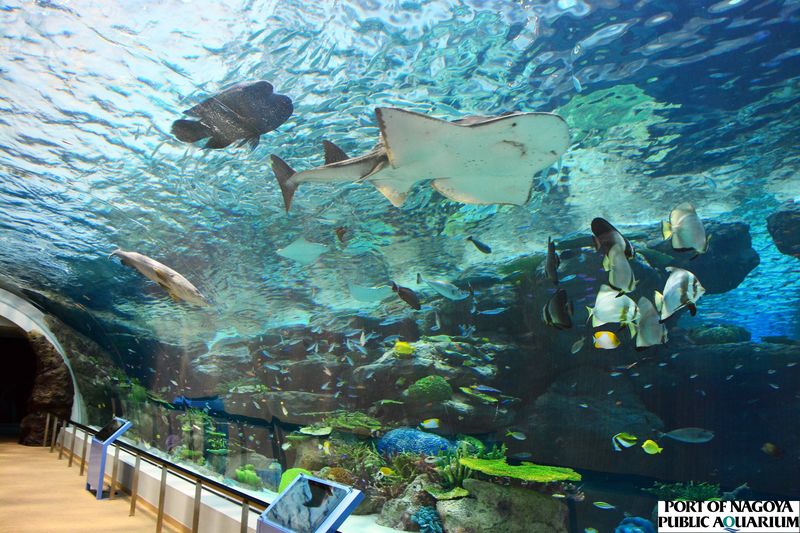 Port of Nagoya Public Aquarium Ticket - Plan around feeding times and shows