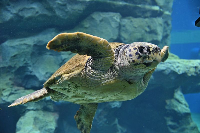 Port of Nagoya Public Aquarium Ticket - Make the ticket price work for your day