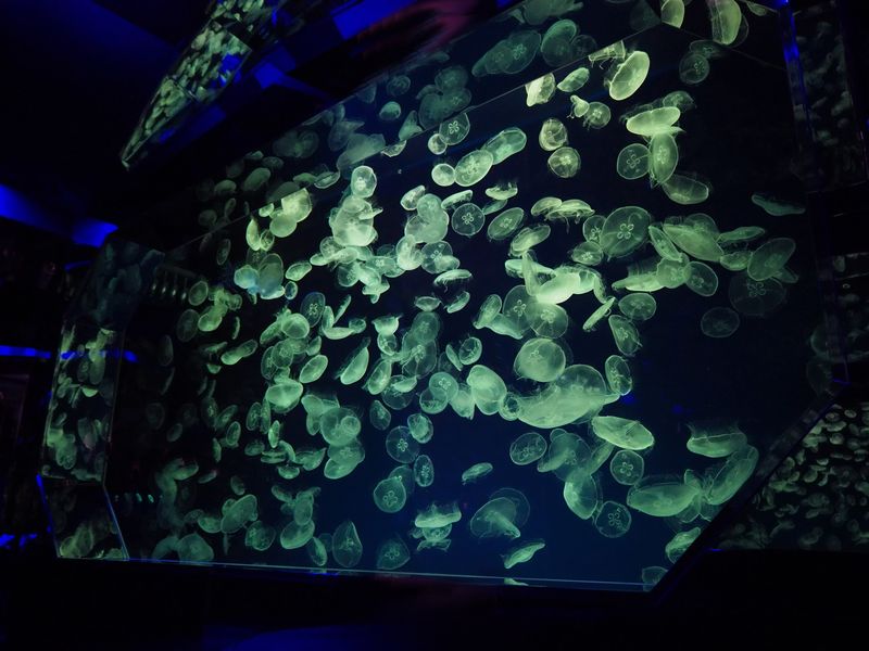 Port of Nagoya Public Aquarium Ticket - Allow three to four hours, and take the subway